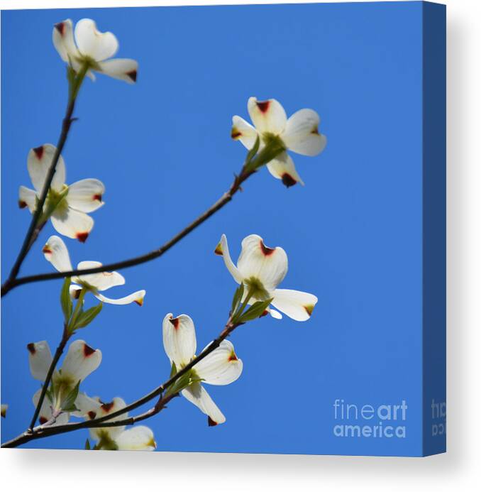 Flowering Tree Canvas Print featuring the photograph Dogwood Blooms by Jan Gelders