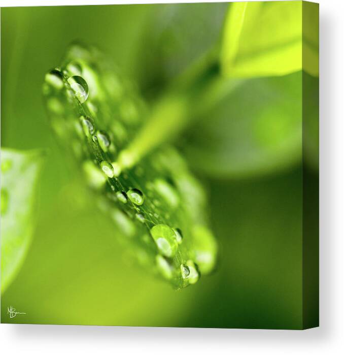 Raindrops Canvas Print featuring the photograph Droplets by Mary Anne Delgado