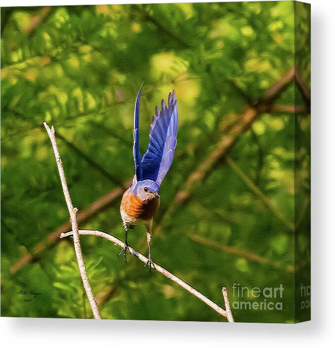 Bluebird Canvas Print featuring the photograph Eastern Bluebird - Lift Off by DB Hayes