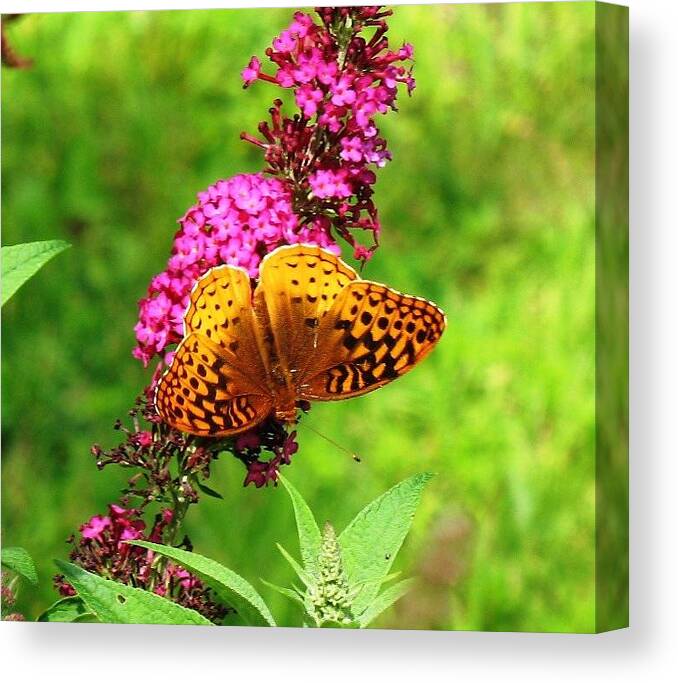 Flowers Canvas Print featuring the photograph Eating Upsidedown by Ed Smith