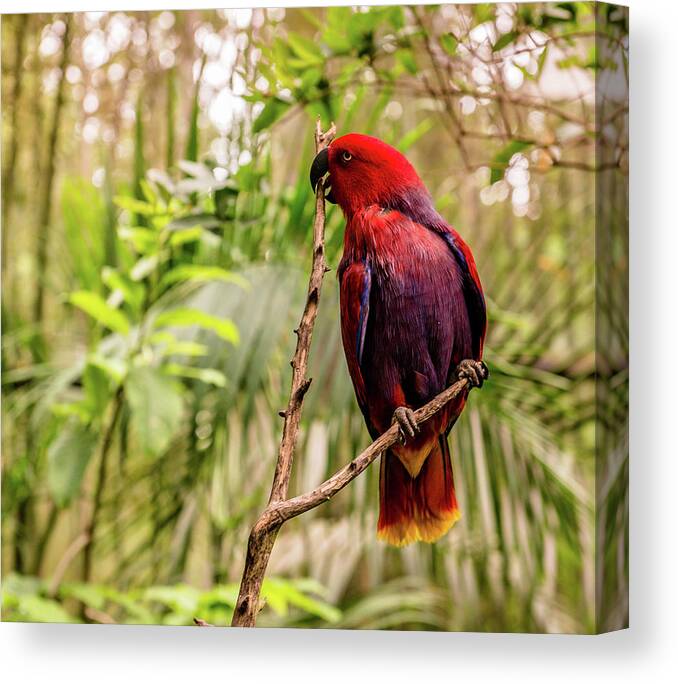 Parrot Canvas Print featuring the photograph Eclectus At The Zoo by Cynthia Wolfe