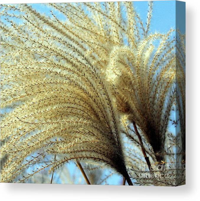Fantail Plume Canvas Print featuring the photograph Fantail Plume by Jennifer Robin