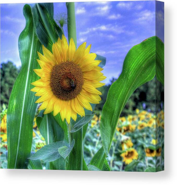 #sunflower Canvas Print featuring the photograph Flower # 38 by Albert Fadel