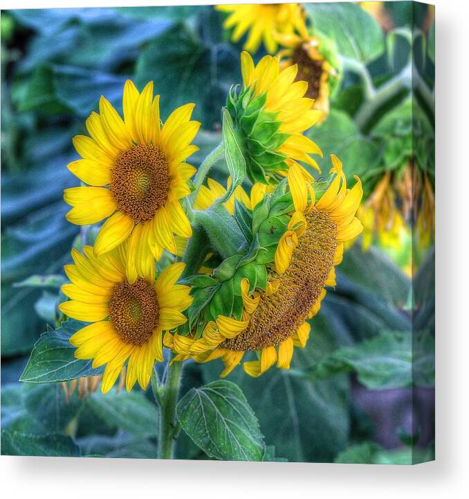 #sunflower Canvas Print featuring the photograph Flower #40 by Albert Fadel