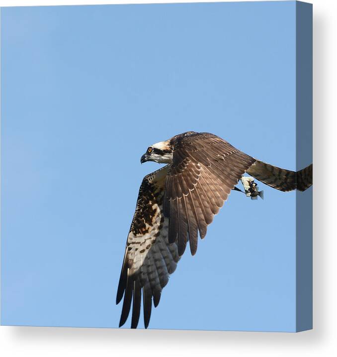 Osprey Canvas Print featuring the photograph Fully Loaded 2 by Fraida Gutovich
