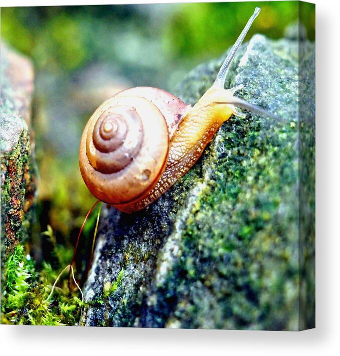 Nature Canvas Print featuring the photograph Garden Snail by Amy McDaniel