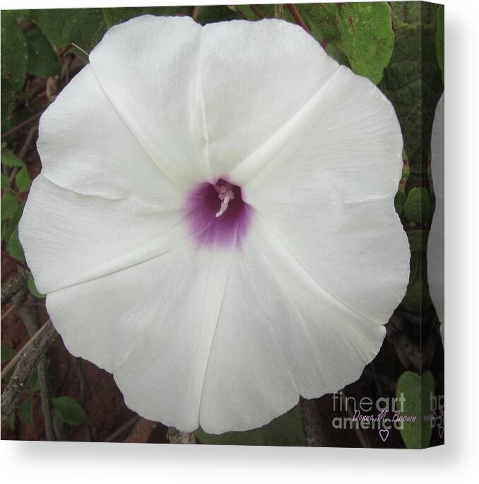 Flower Canvas Print featuring the photograph Glad Morning Vines by Donna Brown