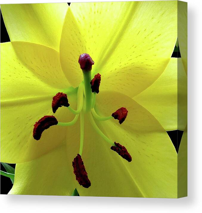 Flower Canvas Print featuring the photograph Glowing Lily by Linda Stern