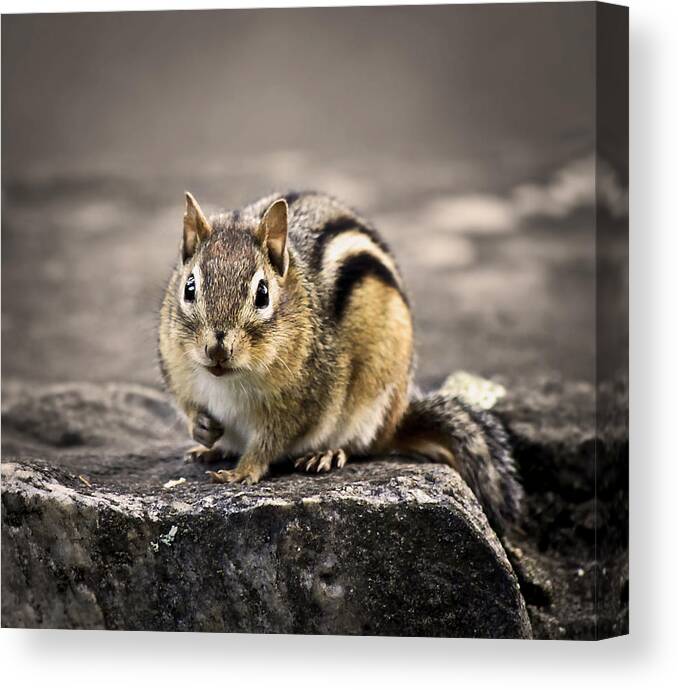 Animal Canvas Print featuring the photograph Got Nuts by Evelina Kremsdorf
