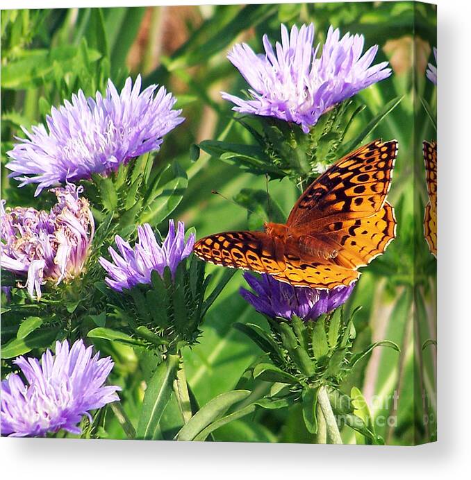 Eastern Great Spangled Fritillary Canvas Print featuring the photograph Great Blue Star by Jennifer Robin