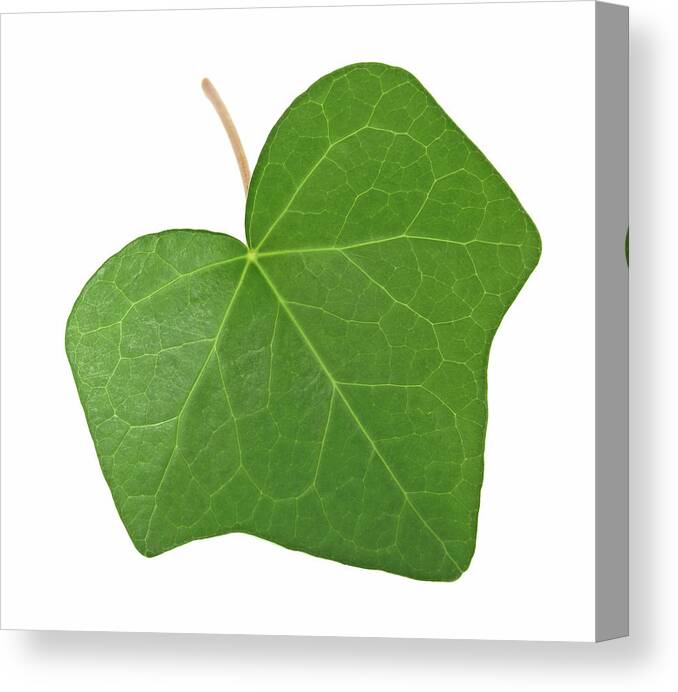 Leaf Canvas Print featuring the photograph Green ivy leaf by GoodMood Art