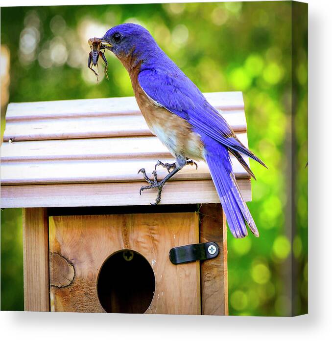 Bird Canvas Print featuring the photograph Have a Little Cricket for Breakfast by Phil And Karen Rispin