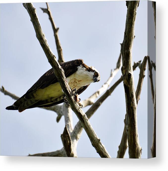 Hawk Canvas Print featuring the photograph Hawk with Prey by Rose Hill