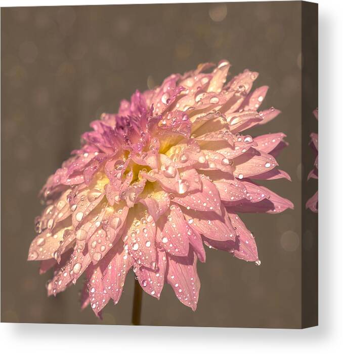 Flowers Canvas Print featuring the photograph Heavenly Scent by Rose-Maries Pictures