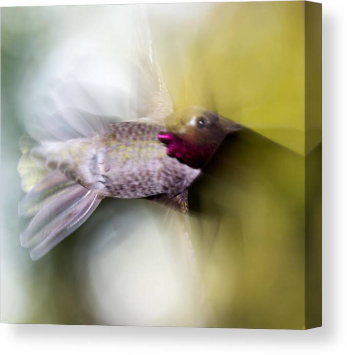 Hummingbird Canvas Print featuring the photograph Hummingbird in flight by Shawn Jeffries