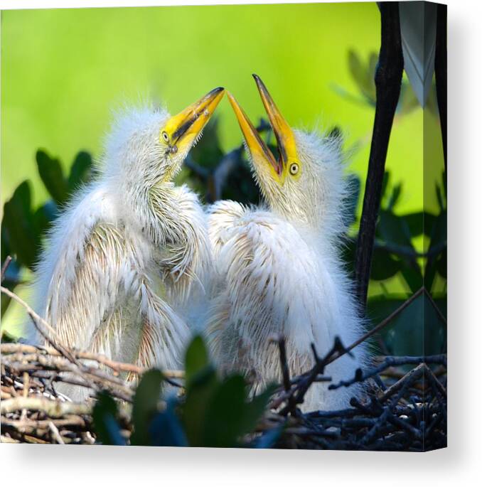 St. Augustine Canvas Print featuring the photograph Hungry Egret Chicks by Richard Bryce and Family