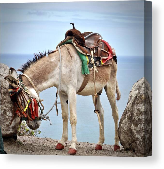 #donkey Canvas Print featuring the photograph I Need A Vacation by Cornelia DeDona