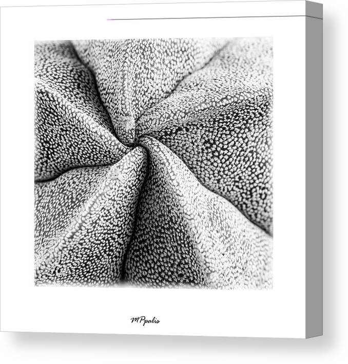 Flower Canvas Print featuring the photograph Inner plant details by Michalakis Ppalis
