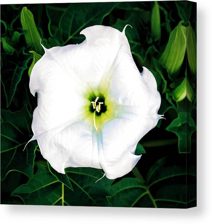 © 2017 Lou Novick All Rights Reserved Canvas Print featuring the photograph Jimson Weed #1 by Lou Novick