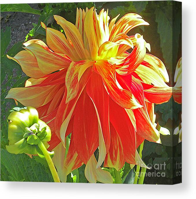 Flower Canvas Print featuring the photograph Joy by Joyce Creswell