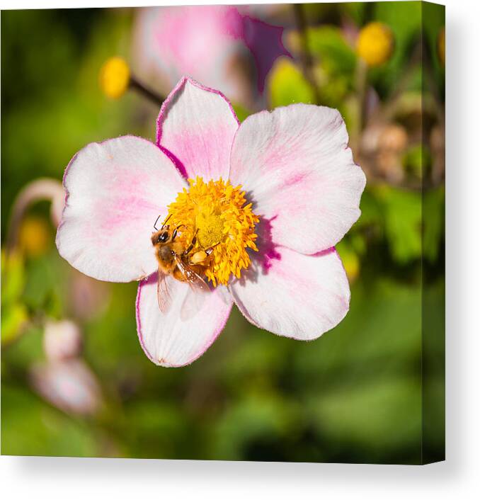 Flower Canvas Print featuring the photograph Just A Little Sip. by Charles McCleanon