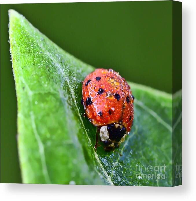 Ladybug Canvas Print featuring the photograph Ladybug with Dew Drops by Kerri Farley