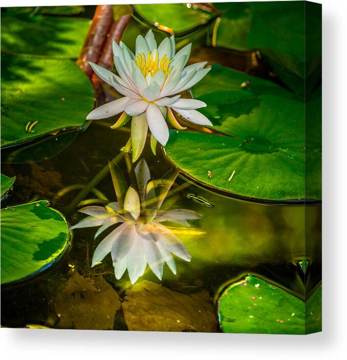 Water Lily Canvas Print featuring the photograph Lily Reflection by Jerry Cahill