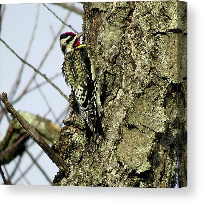 Birds Canvas Print featuring the photograph Male Yellow-bellied Sapsucker by Linda Stern