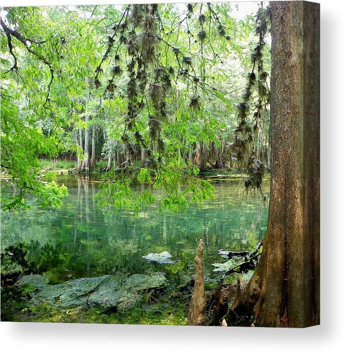 Manatee Springs Chiefland Florida Canvas Print featuring the photograph Manatee Beauty II by Sheri McLeroy