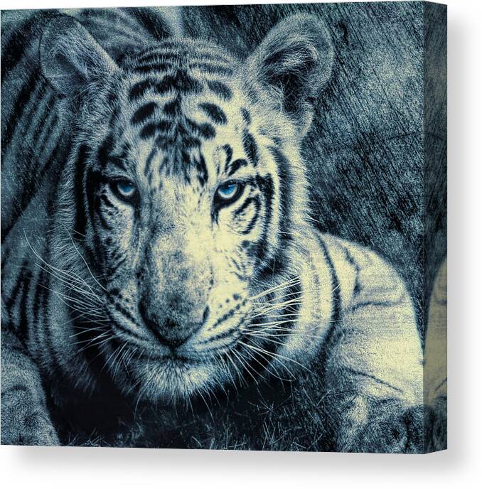 Bengal Tiger Canvas Print featuring the photograph Mesmerized by Annette Hugen