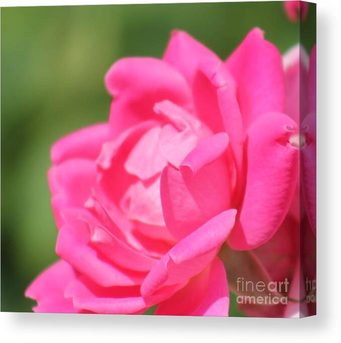 Pink Canvas Print featuring the photograph Nature's Beauty 3 by Deena Withycombe