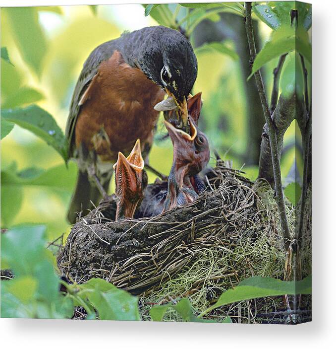 Nurture Canvas Print featuring the photograph Nurturing The Little Ones by Marty Saccone
