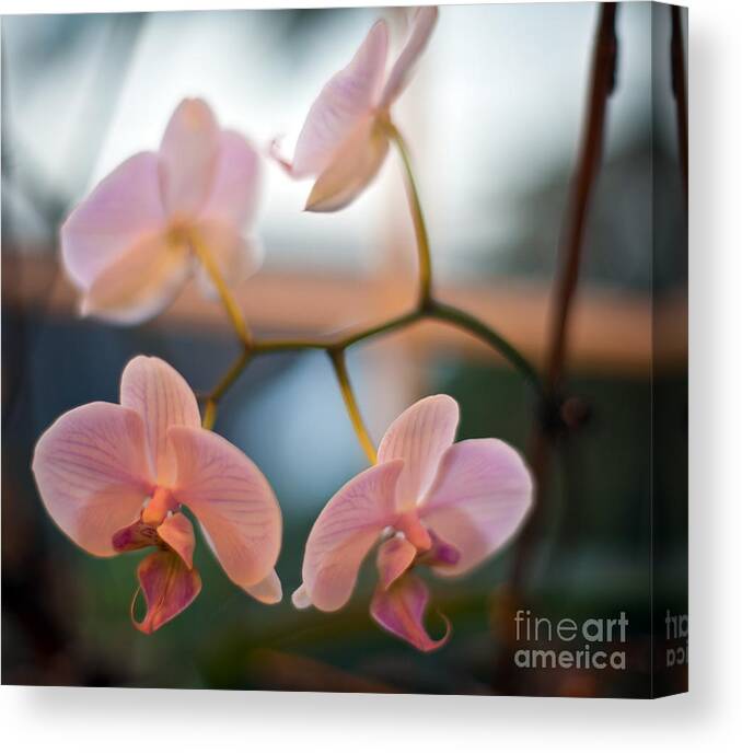Orchid Canvas Print featuring the photograph Orchid Menage by Mike Reid
