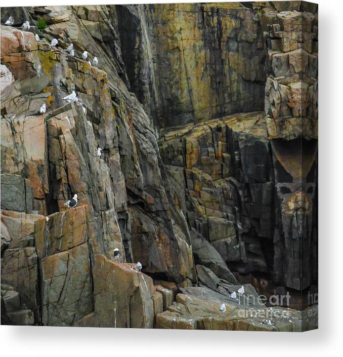 Gulls Canvas Print featuring the photograph Otter Cliff Gulls by Barry Bohn