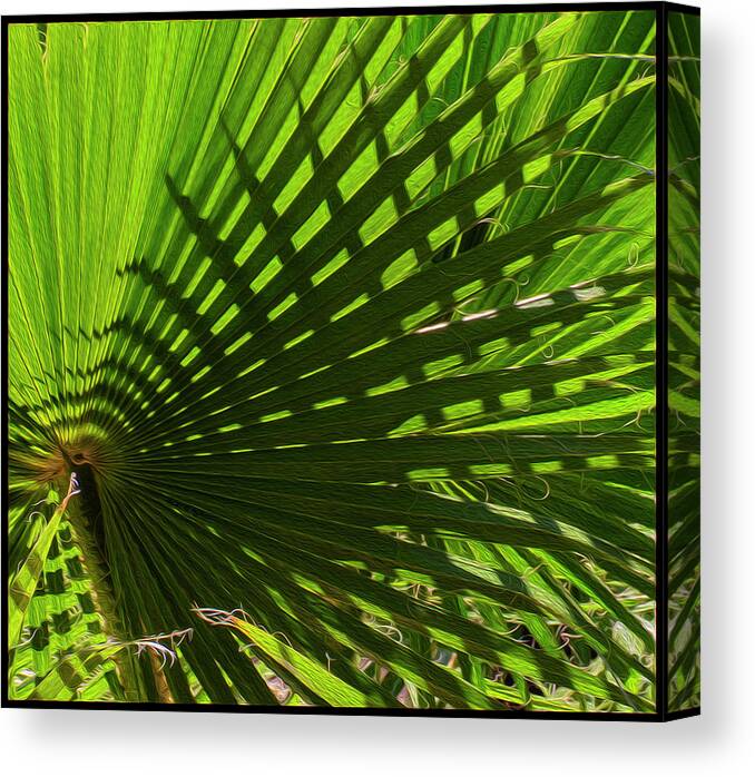 Oro Valley Canvas Print featuring the photograph Palm Pattern No.1 by Mark Myhaver