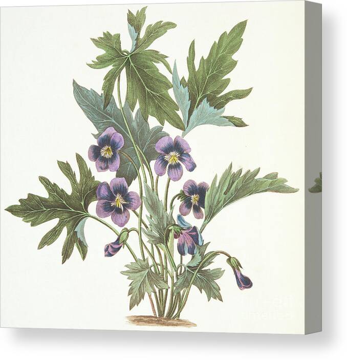 Violet Canvas Print featuring the drawing Palmate leaved Violet by Margaret Roscoe