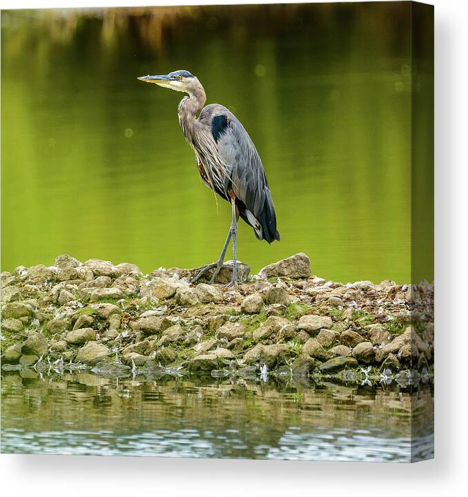 Blue Heron Canvas Print featuring the photograph Peaceful Heron by Jerry Cahill
