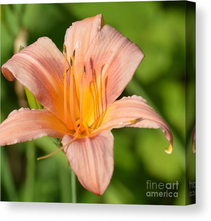 Peach Lily 16-01 Canvas Print featuring the photograph Peach Lily 16-01 by Maria Urso
