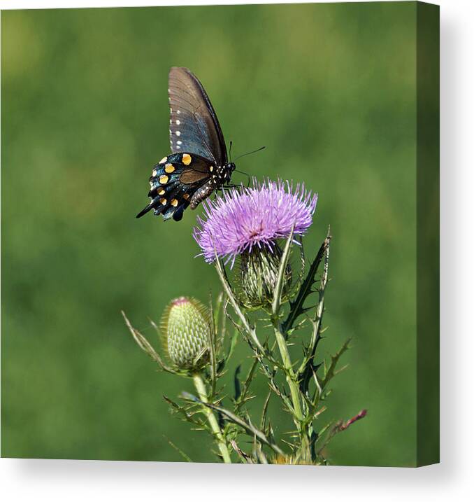 Butterfly Canvas Print featuring the photograph Pipevine Swallowtail by Sandy Keeton