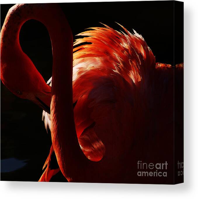Flamingo Canvas Print featuring the photograph Preen by Linda Shafer