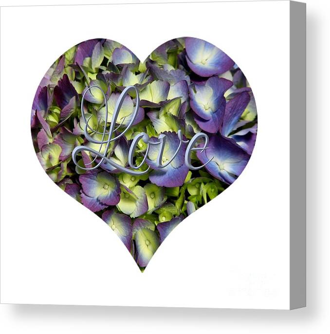 Purple And Cream Hydrangea Flowers Heart With Love Canvas Print featuring the photograph Purple and Cream Hydrangea Flowers Heart with Love by Rose Santuci-Sofranko