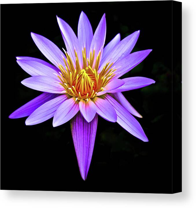 Botanicals Canvas Print featuring the photograph Purple Waterlily with Golden Heart by Venetia Featherstone-Witty