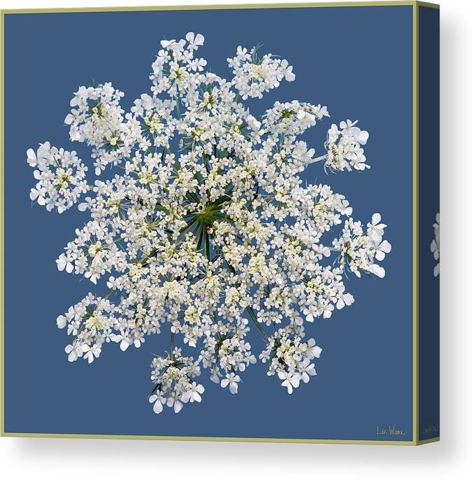 Lise Winne Canvas Print featuring the photograph Queen Anne's Lace Flower by Lise Winne