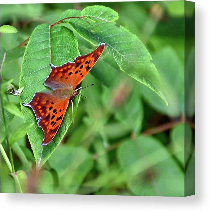 Question Mark Butterfly Canvas Print featuring the photograph Question Mark butterfly by Ronda Ryan