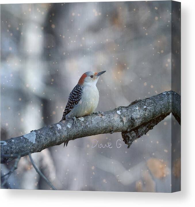 Woodpeclers Canvas Print featuring the photograph Red-bellied Woodpecker in snow by Diane Giurco