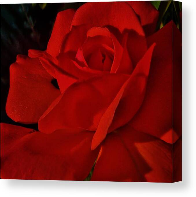 Red Rose Canvas Print featuring the photograph Red Red Rose by Daniele Smith