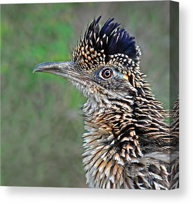 Roadrunner Canvas Print featuring the photograph Roadrunner Portrait by Dave Mills