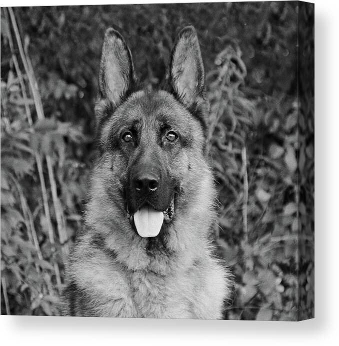German Shepherd Canvas Print featuring the photograph Rocco - BW by Sandy Keeton