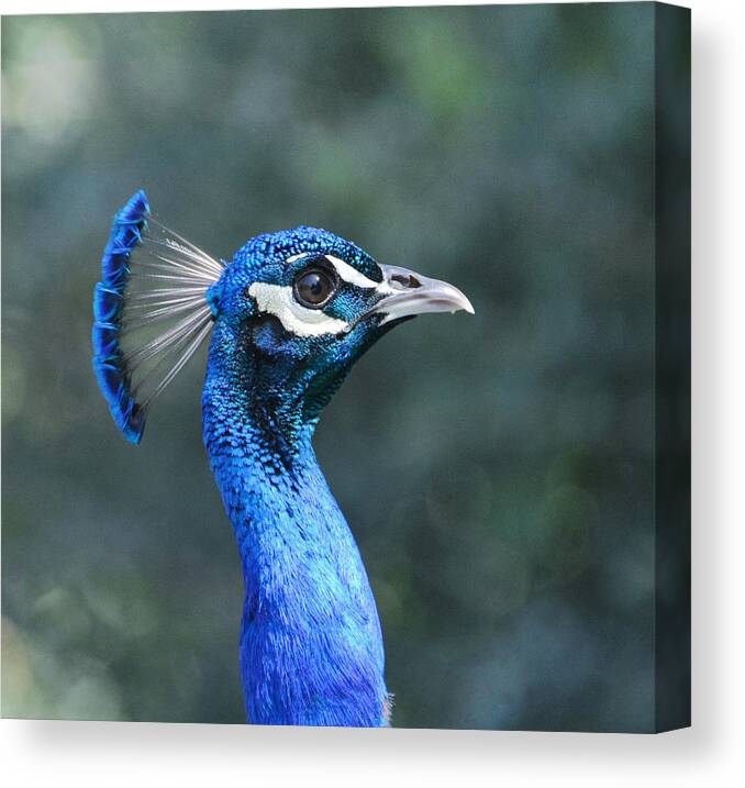 Indian Peacock Canvas Print featuring the photograph Royal Fowl 9 by Fraida Gutovich