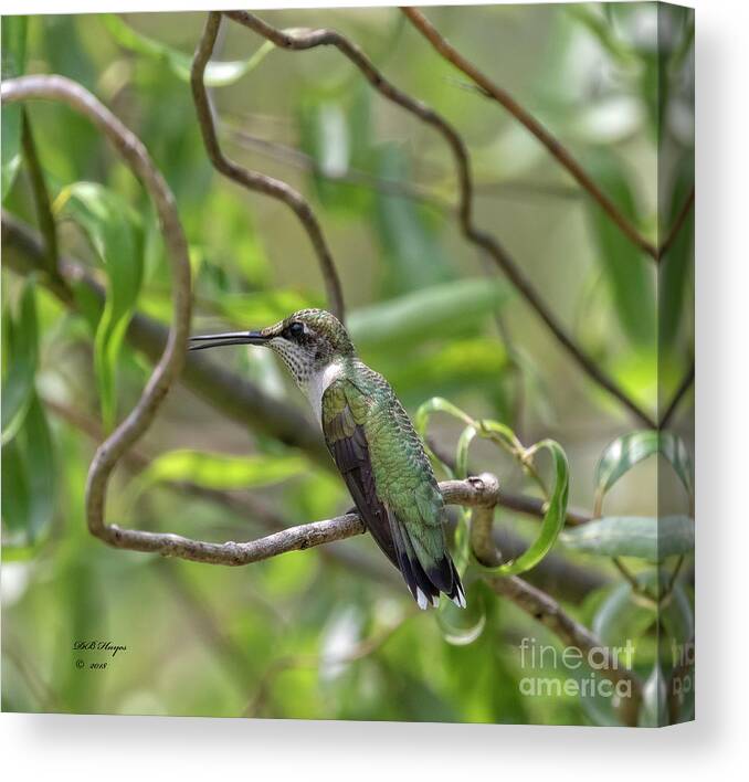 Hummingbirds Canvas Print featuring the photograph Ruby-Throated Hummingbird - Female by DB Hayes